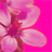 Pinkflower