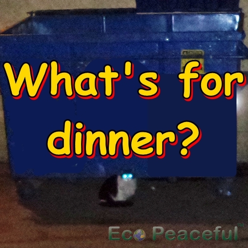 Ethical cat sale food