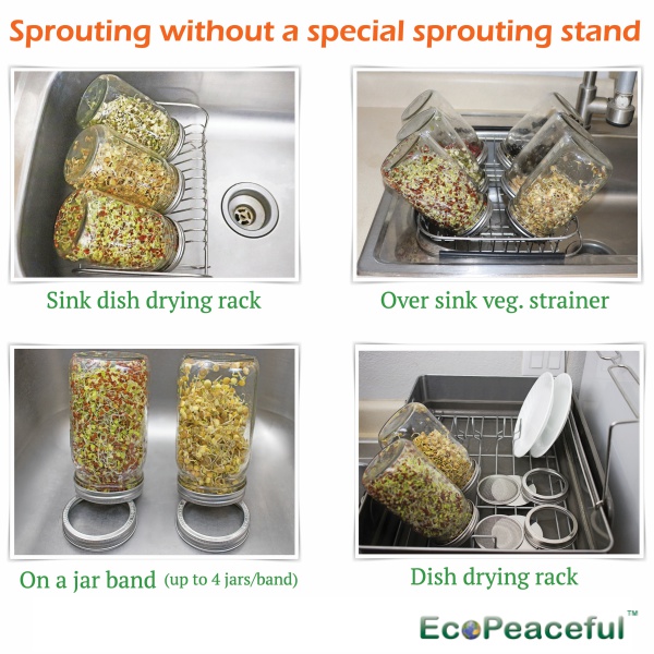 Eco Peaceful Sprouting Guide How to Sprout in Mason Jar